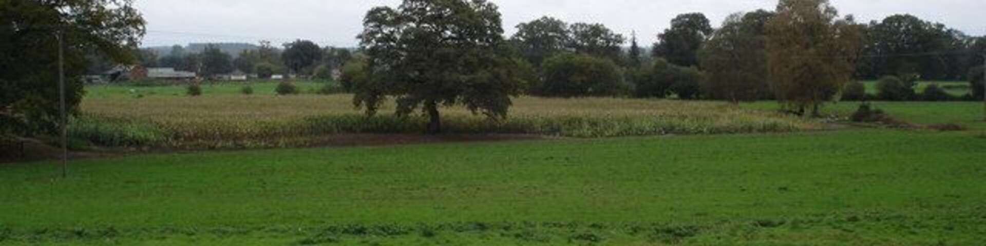 Paisaje rural con un vasto campo verde, árboles y un edificio distante.