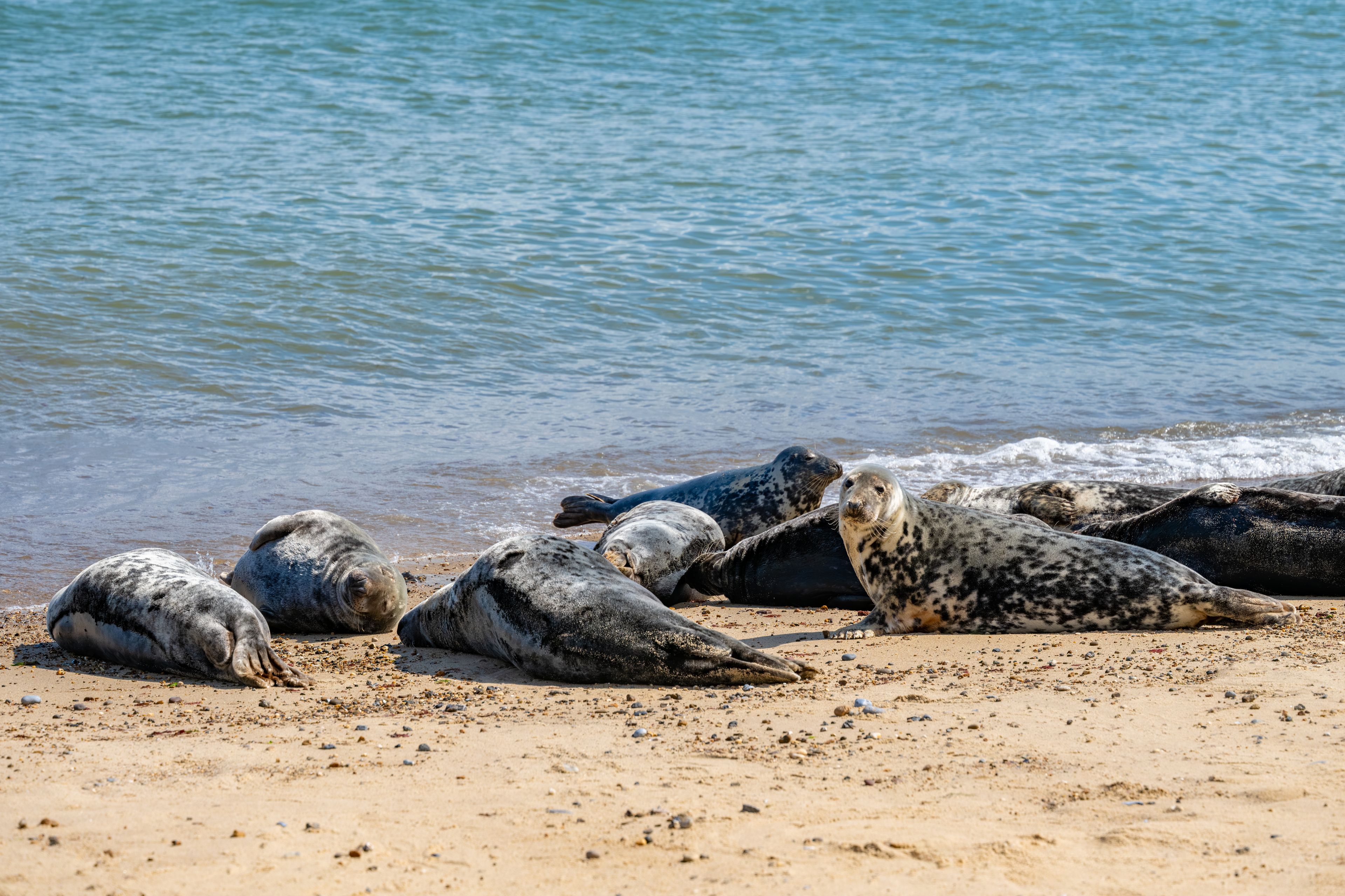 Um grupo de focas descansando em uma praia arenosa, com o oceano ao fundo.