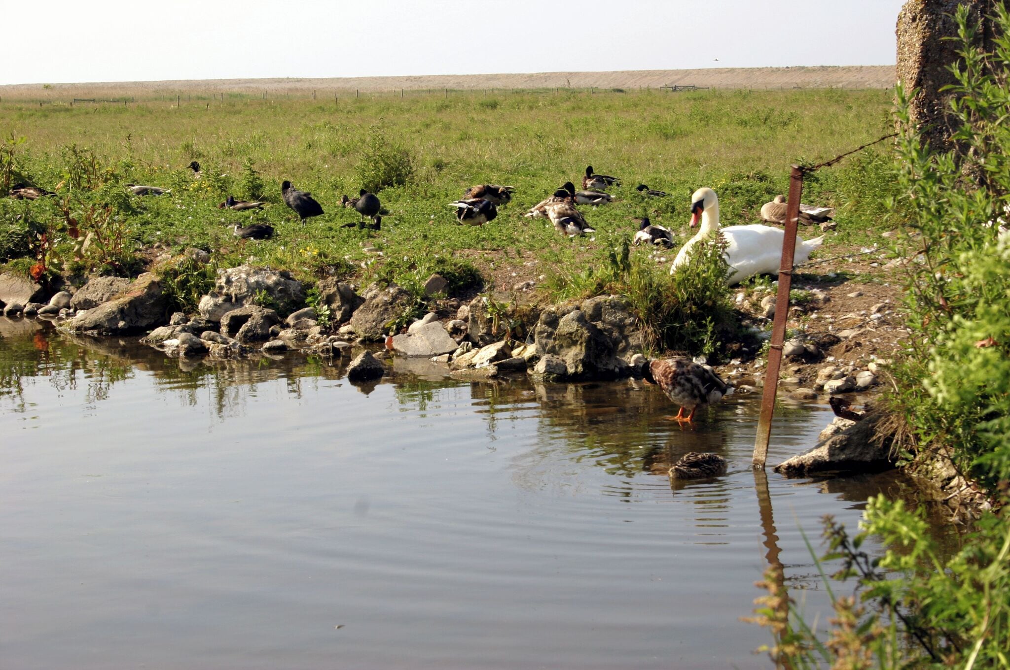 A pond surrounded by rocks and vegetation with birds and a swan.