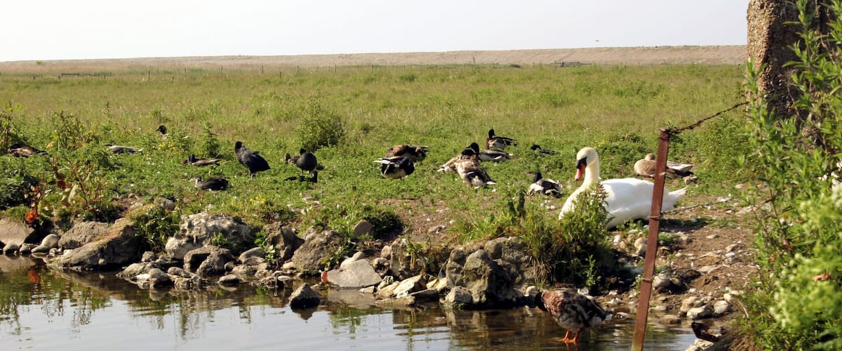 A pond surrounded by rocks and vegetation with birds and a swan.