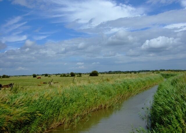 Grayfleet Drain and grazing land from Queen's Bridge