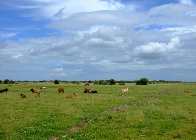 Cattle near Queen's Bridge