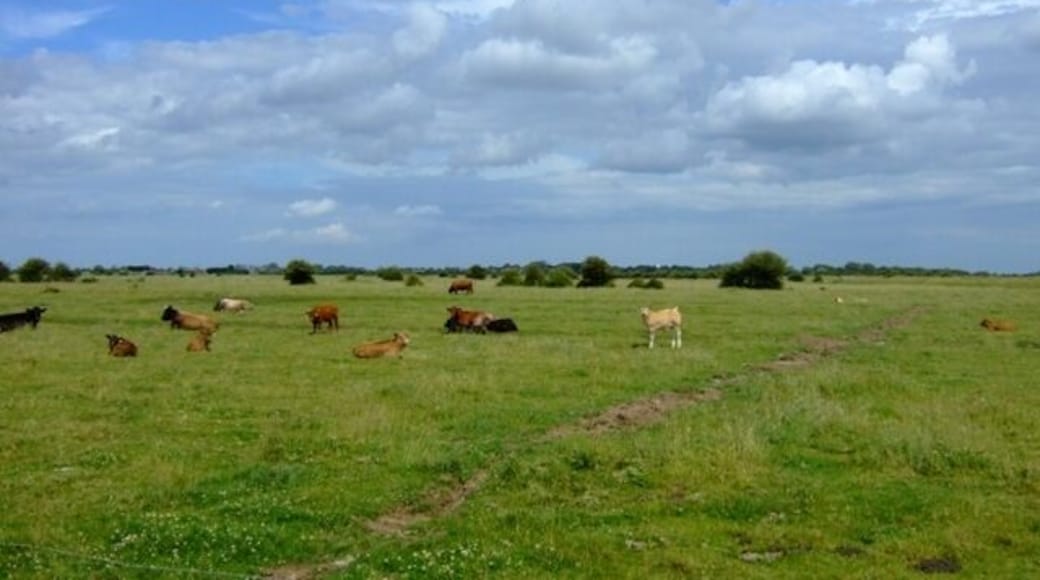 Cattle near Queen's Bridge