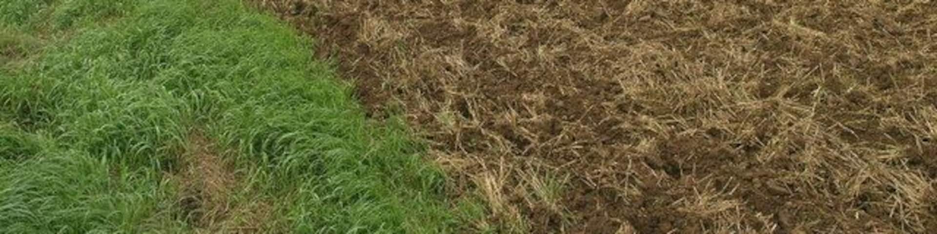 Fresh Ploughing. The harvest is in and this field is being prepared for its next crop.