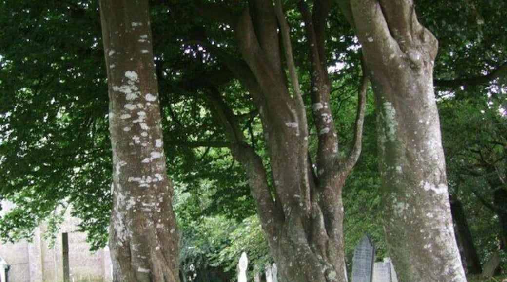 St Wenn Churchyard Corner of the Churchyard where the Coad graves can be found.