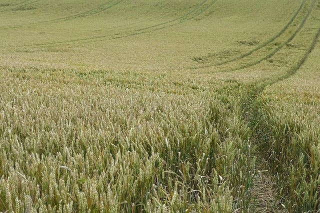 Footpath through the barley This is spring barley, not quite as developed as its winter counterpart also seen in the area.
