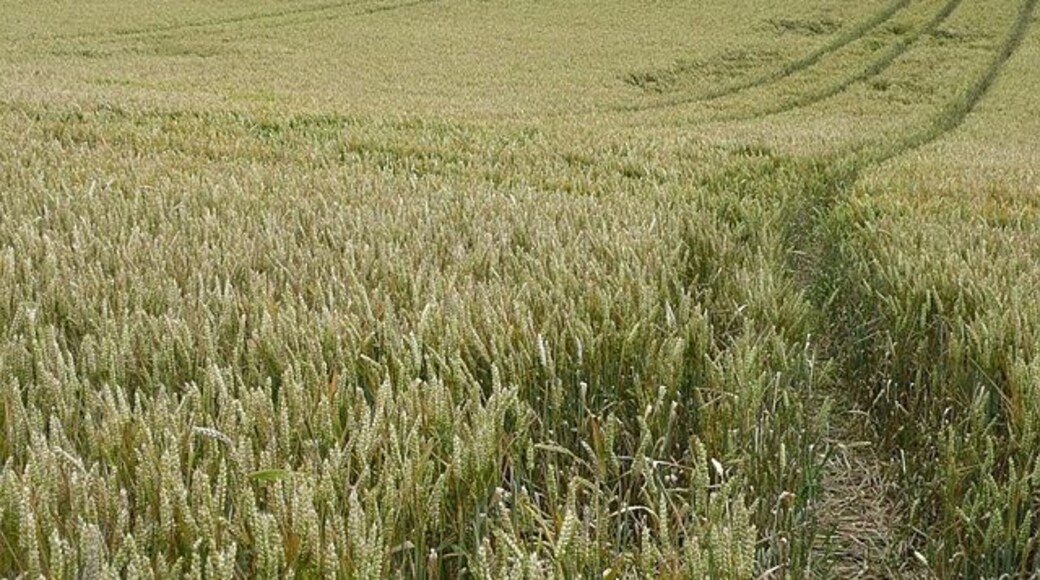 Footpath through the barley This is spring barley, not quite as developed as its winter counterpart also seen in the area.