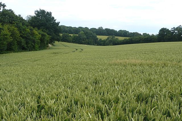 Farmland east of Binley The area consists of many rolling arable fields, such as here, with strips of woodland separating them.
