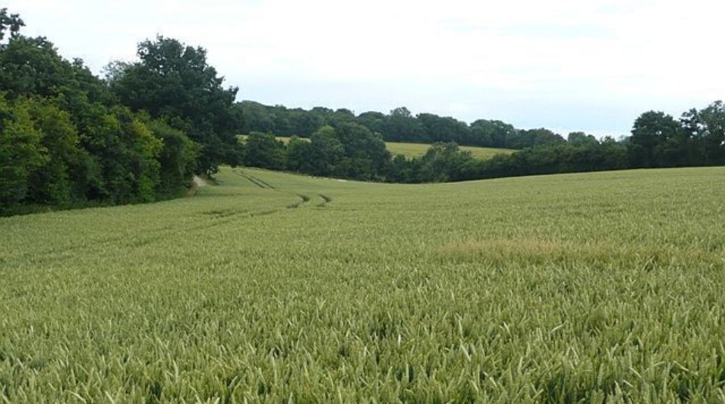 Farmland east of Binley The area consists of many rolling arable fields, such as here, with strips of woodland separating them.