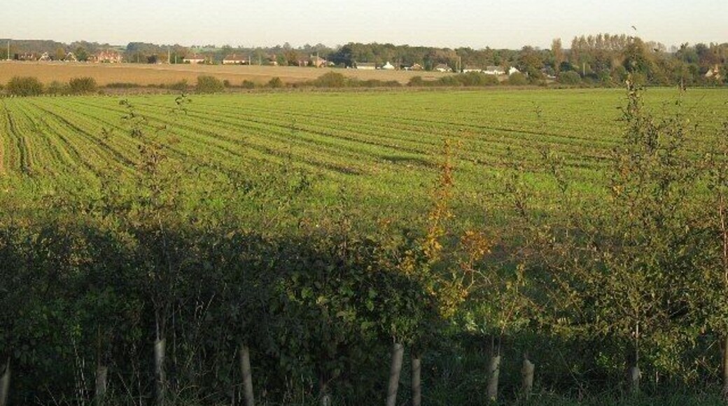 Distant Houses Looking towards Saham Toney from the B1077.