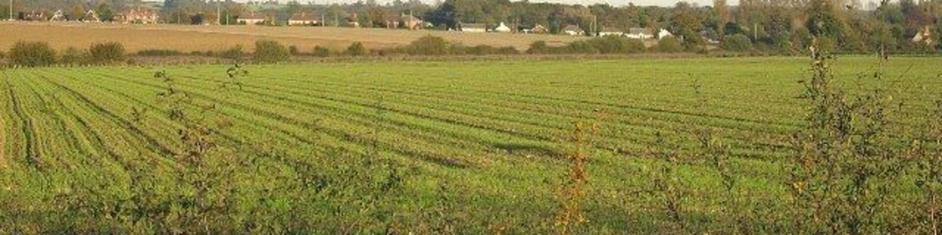 Distant Houses Looking towards Saham Toney from the B1077.