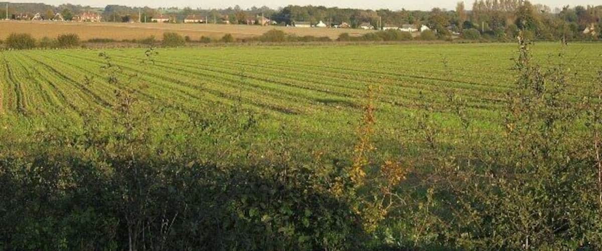 A vast agricultural field with rows of crops, a forested area in the foreground, and a distant village.