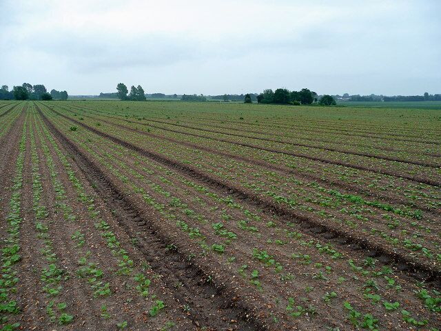 Crop field East of the road between Watlington and Runcton Holme.
