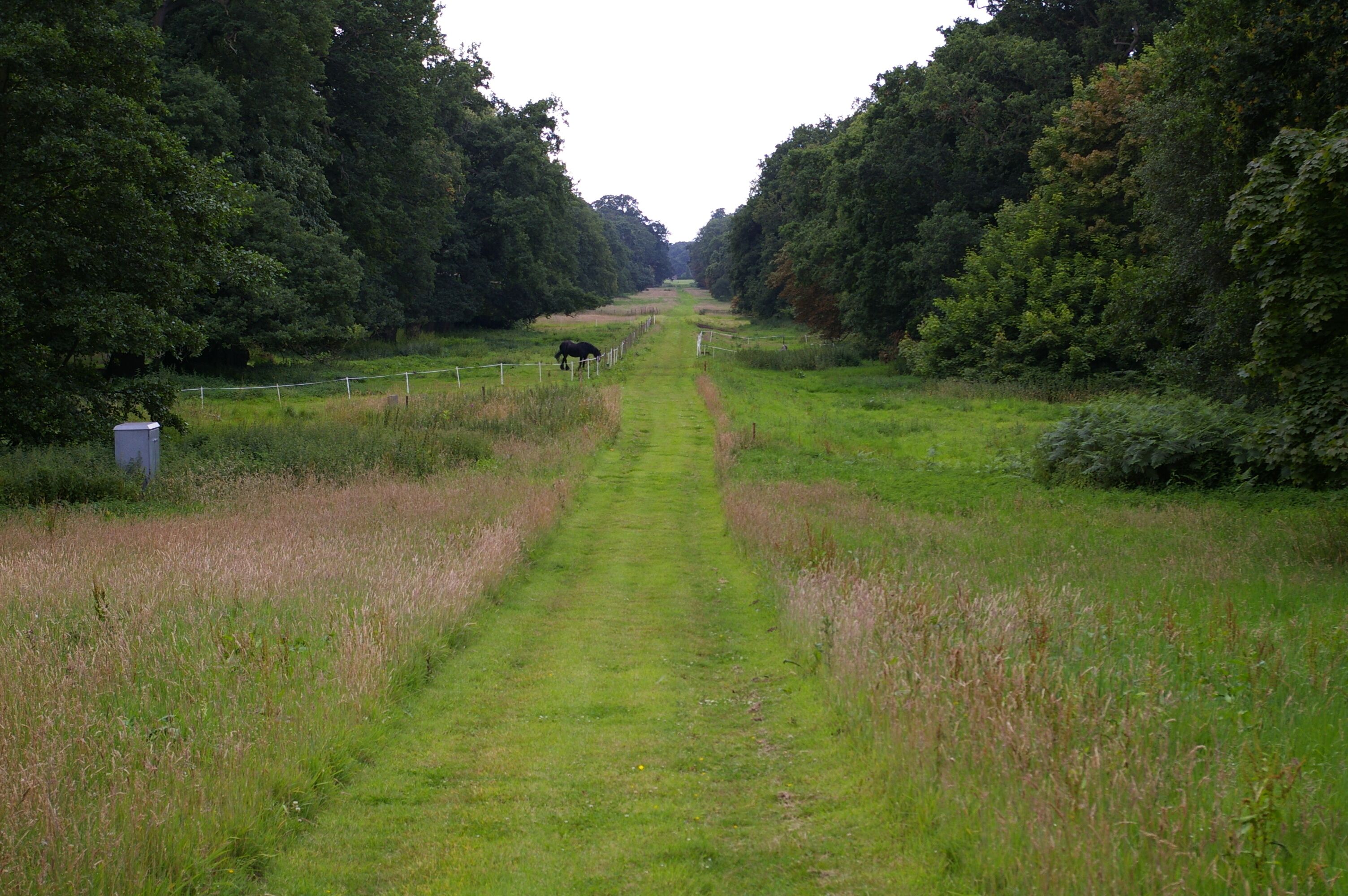 A rural path flanked by dense trees, a horse grazing, and a fence running parallel to the path.