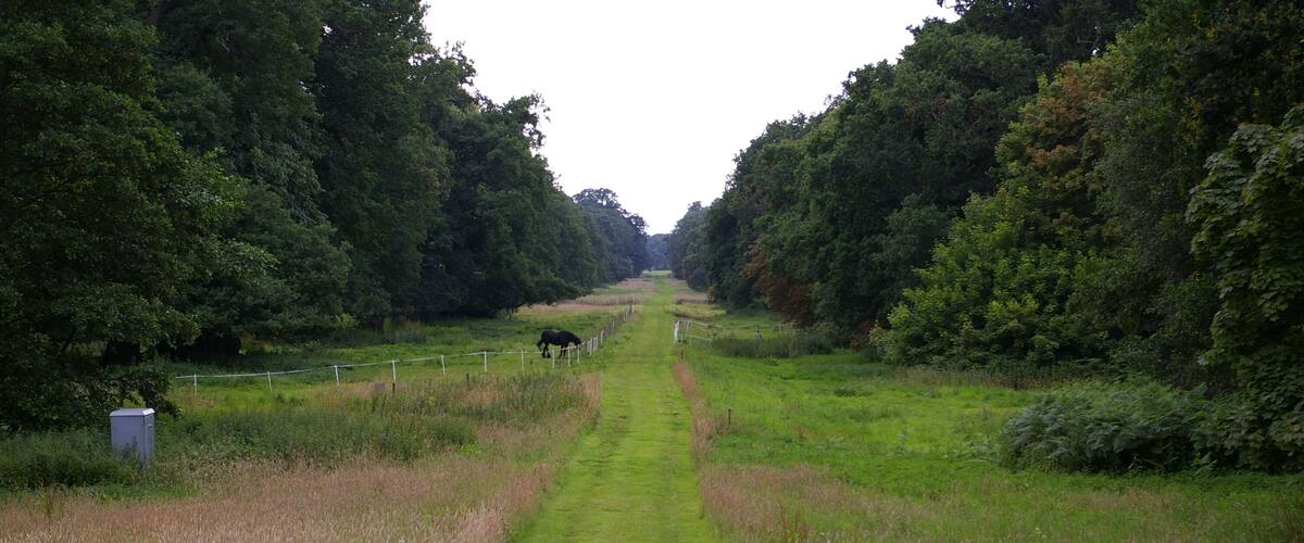 A rural path flanked by dense trees, a horse grazing, and a fence running parallel to the path.