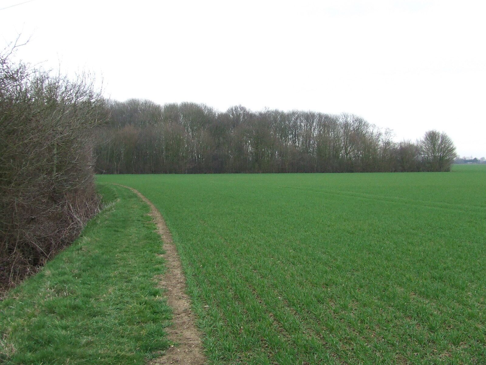 Rumburgh Wood Rumburgh Wood near to Rumburgh, Suffolk.