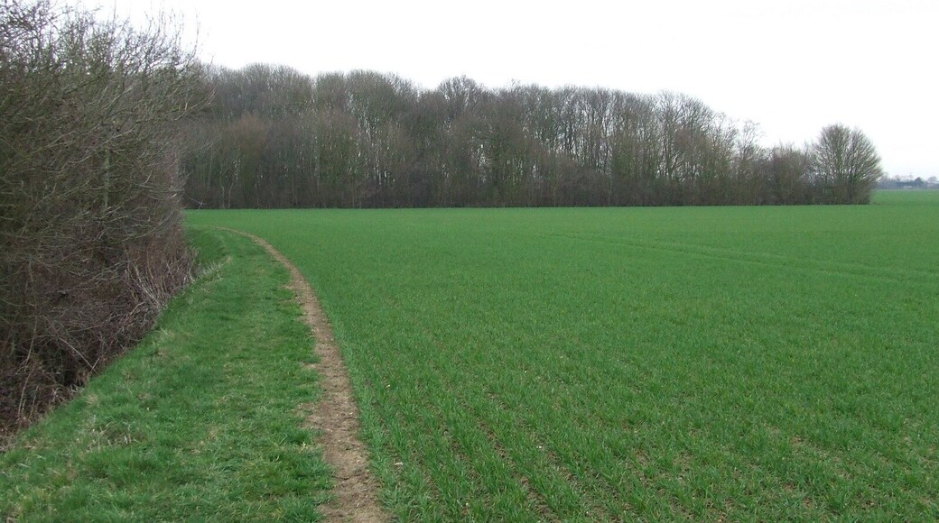 Rumburgh Wood Rumburgh Wood near to Rumburgh, Suffolk.