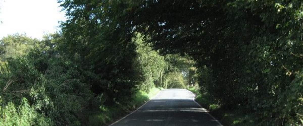 A two-lane road flanked by dense green foliage.