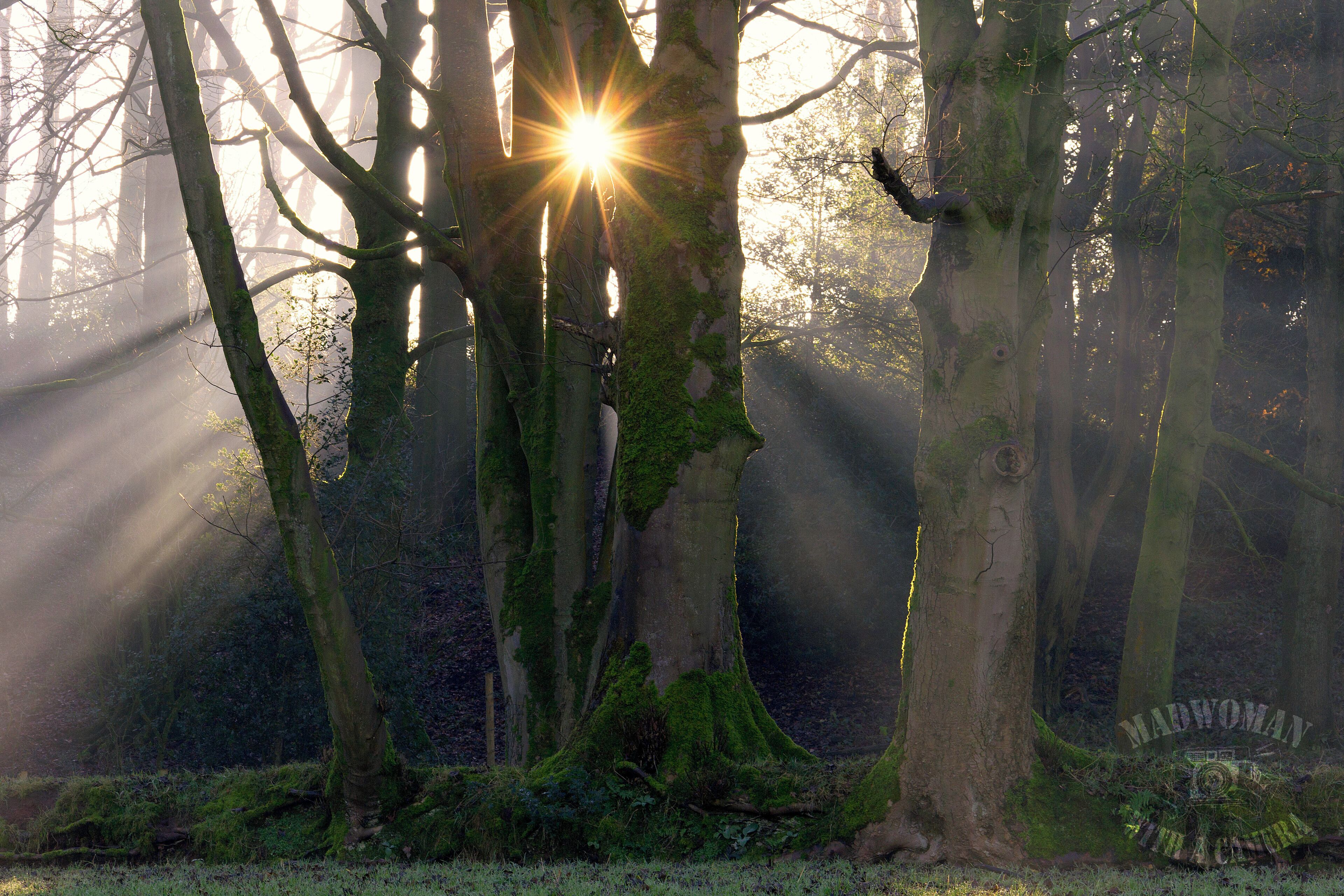 Sun star breaching through bare winter trees & mild mist emphasising the sunrays