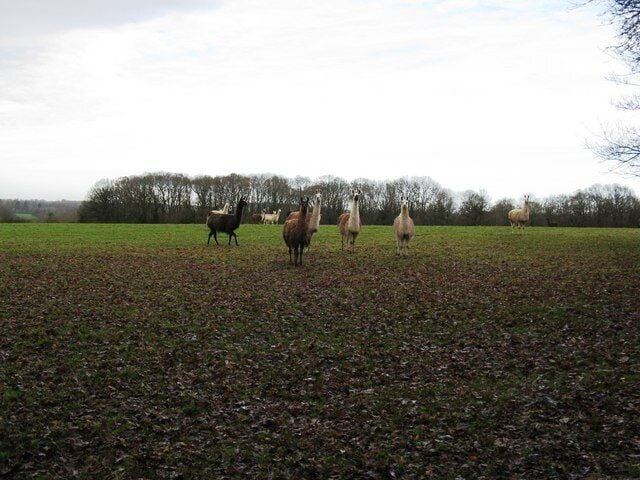 Un campo con llamas pastando.