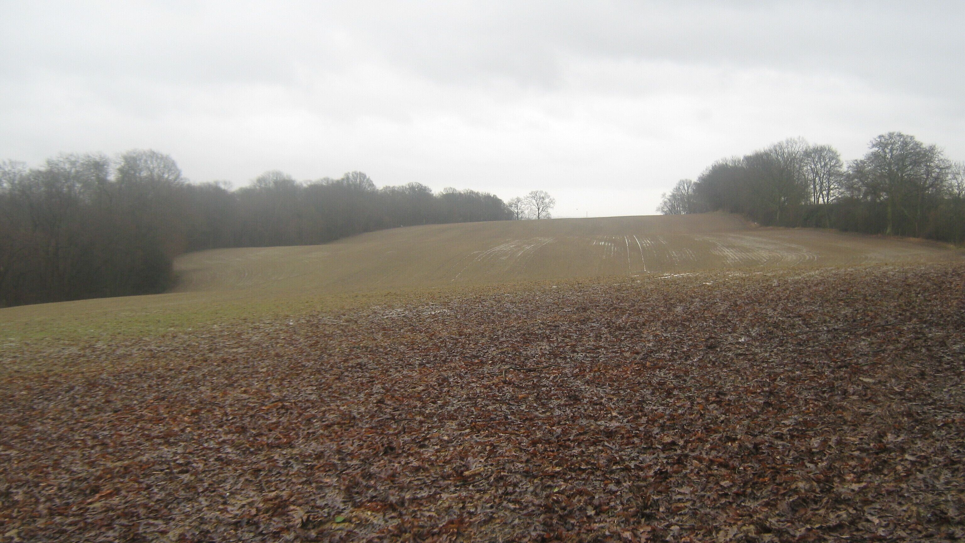 A hilly landscape with a field covered in fallen leaves and a line of trees in the background.
