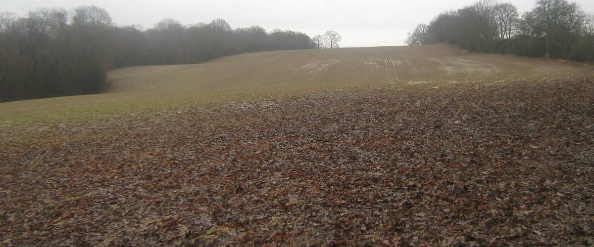 A hilly landscape with a field covered in fallen leaves and a line of trees in the background.
