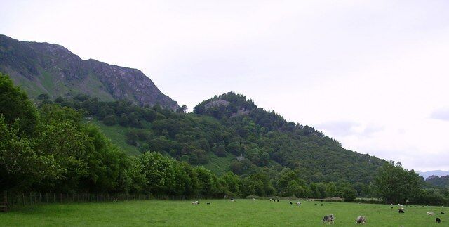 A green field with grazing sheep and a forested hill in the background.