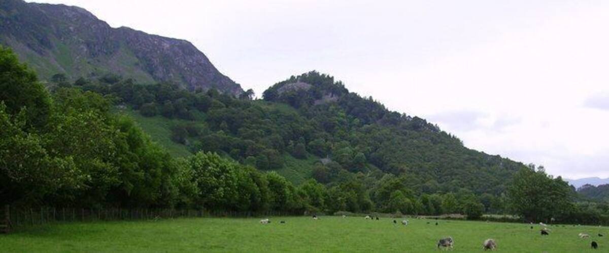 A green field with grazing sheep and a forested hill in the background.