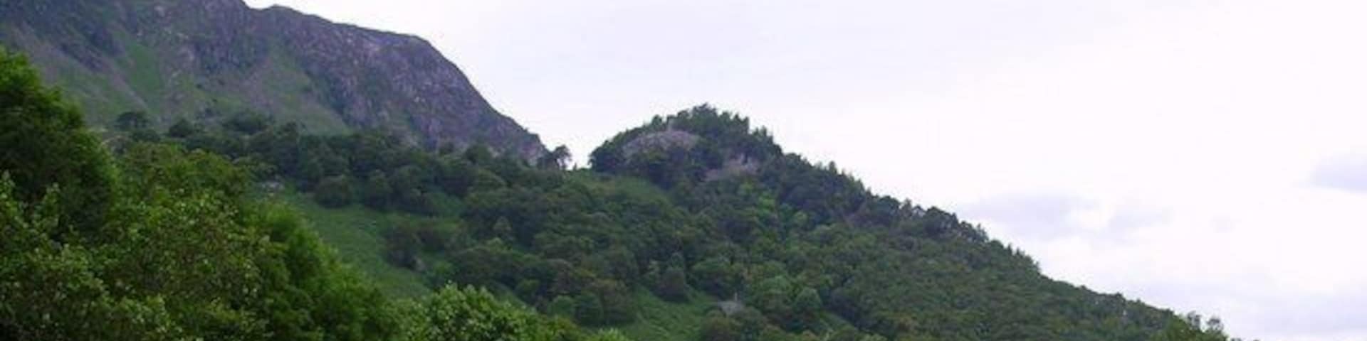 A green field with grazing sheep and a forested hill in the background.