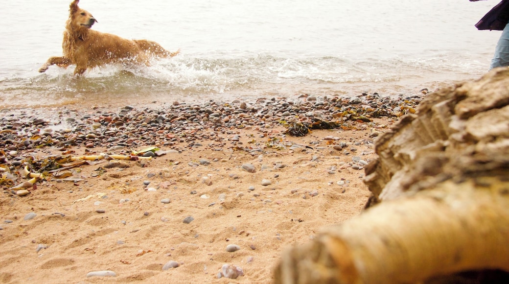 A golden retriever running with its owner along the coast in Rosemarkie, Scotland.
On this day, I got up early to take the bus from Inverness to Rosemarkie. It was a misty, cold morning, but gradually the mist lifted, and about an hour after I took this photo the sun came out and it was warm enough to sunbathe. I like the attention in the dog's eye, and the movement as the dog heads out of frame, and the owner runs into it.
#golden