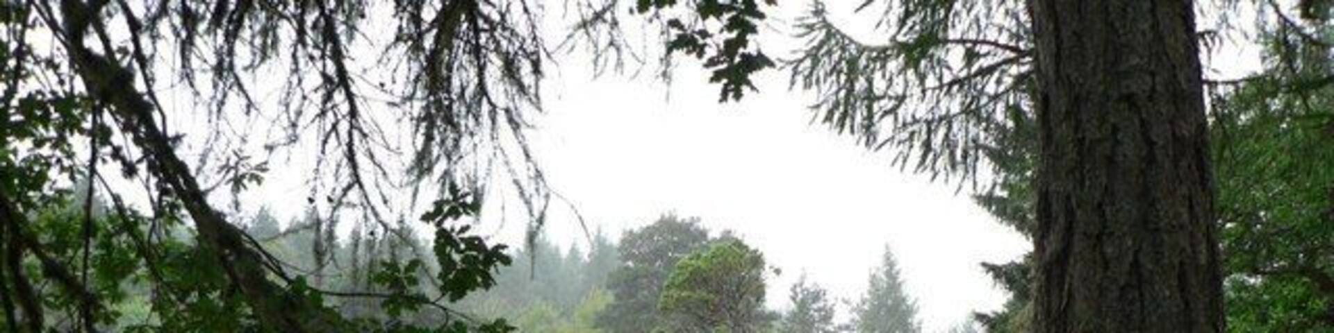 Cassley in spate. Even with the water at this height, it is almost beyond belief that the pine tree growing in the rock in the middle of the stream has survived and yet when the melting snows add to the flow, the river could well be several feet higher.1133863 shows this part of the river in these conditions. You can still just make out the tree but the boulder's under water.