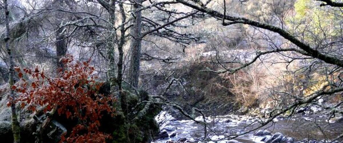 A forest with a stream, red foliage, and moss-covered rocks.