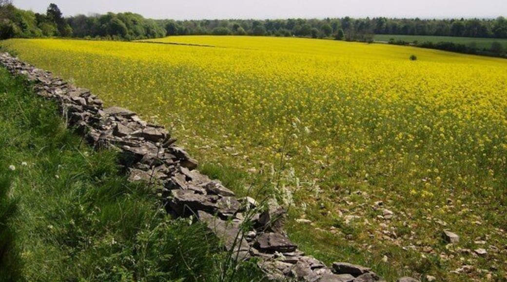 Rape above the tunnel Fields of rape between the minor road from Sapperton and the A419. The line of the Thames and Severn canal tunnel runs underneath this field. Hailey Wood in the distance.