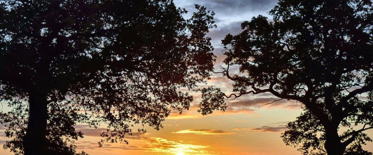 Our village has the most beautiful sunrises, these are my favourite trees, I visit them often!