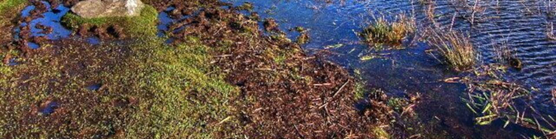 Llyn Maelog The shore of the Maelog Lake looking towards a house called Betws.