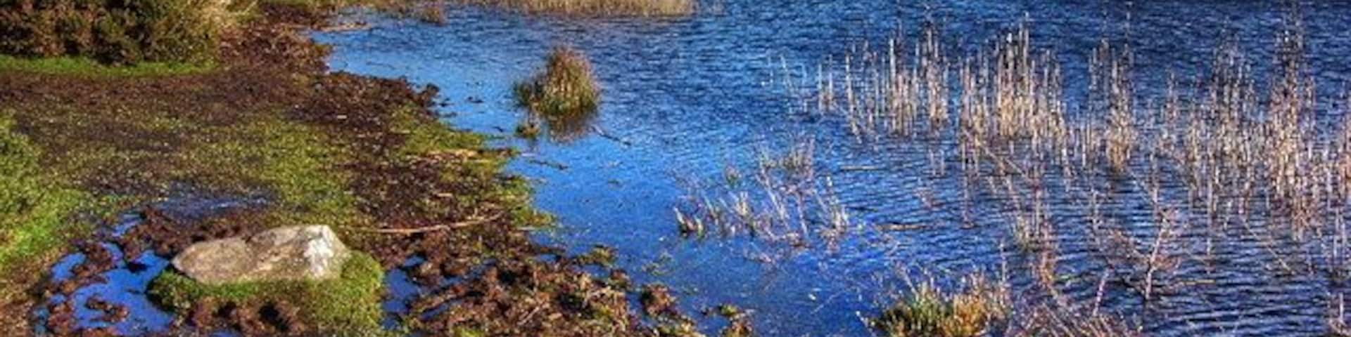 Llyn Maelog The shore of the Maelog Lake looking towards a house called Betws.