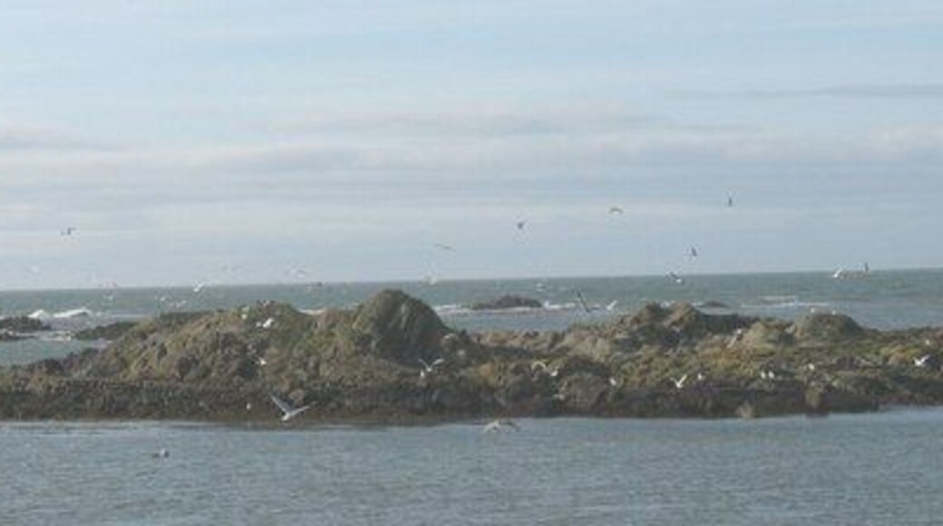 The gull colony of Creigiau'r odyn disturbed by a low flying Army helicopter