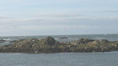 The gull colony of Creigiau'r odyn disturbed by a low flying Army helicopter