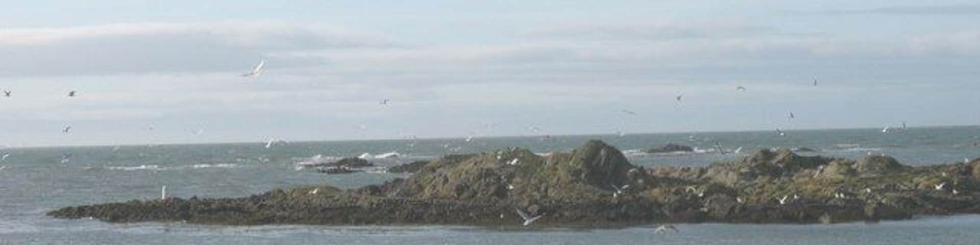 The gull colony of Creigiau'r odyn disturbed by a low flying Army helicopter