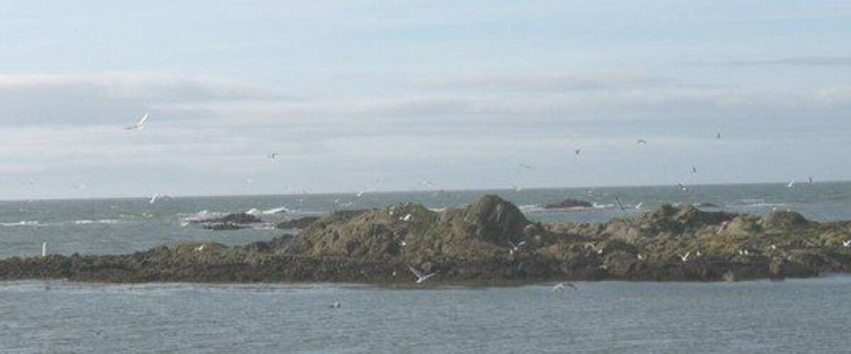 A rocky coastline with birds flying over the water.