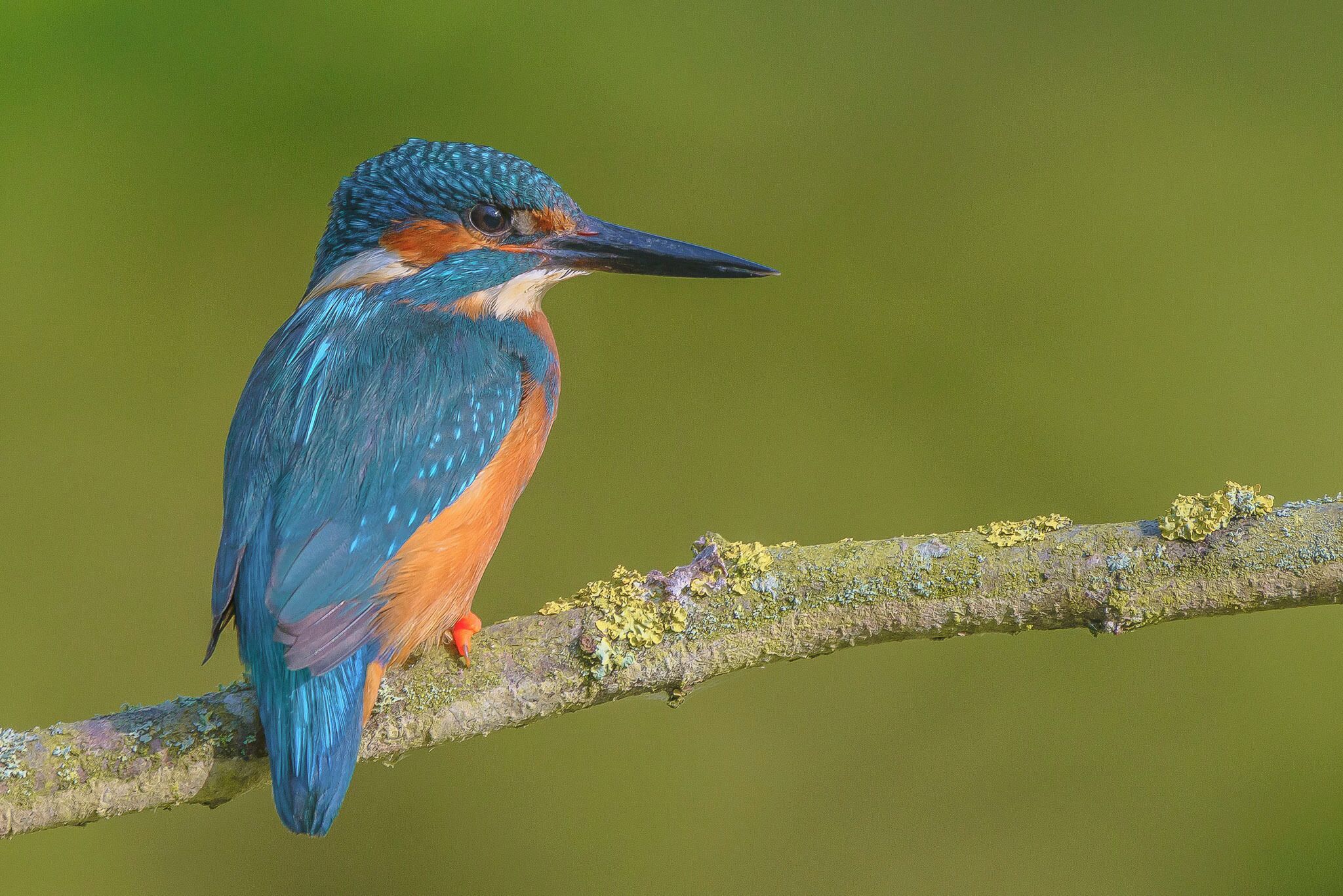 There are more than eighty species of kingfisher around the world, but only one is native to Britain. Our kingfisher makes its home in dense cover near slow-flowing fresh water such as canals, lakes and rivers in lowland areas. If you are extremely lucky, and the possessor of a large pond, you may spot the occasional kingfisher gliding through your garden. In the UK, southern regions are blessed with healthy populations, but kingfishers become scarce further north and are rarely sighted in Scotland.

Kingfishers are protected from being disturbed on or near an active nest. Please take care not to go too close to a nest as this may cause parents to abandon eggs or chicks.

#kingfisher #birdstagram #uk_greatshots #birdlovers #natgeowild #naturecapture #wildlifeonearth #wildlife #nature #eurasiankingfisher #birds #avianphotography #naturephotography #birds #bestofbritain 