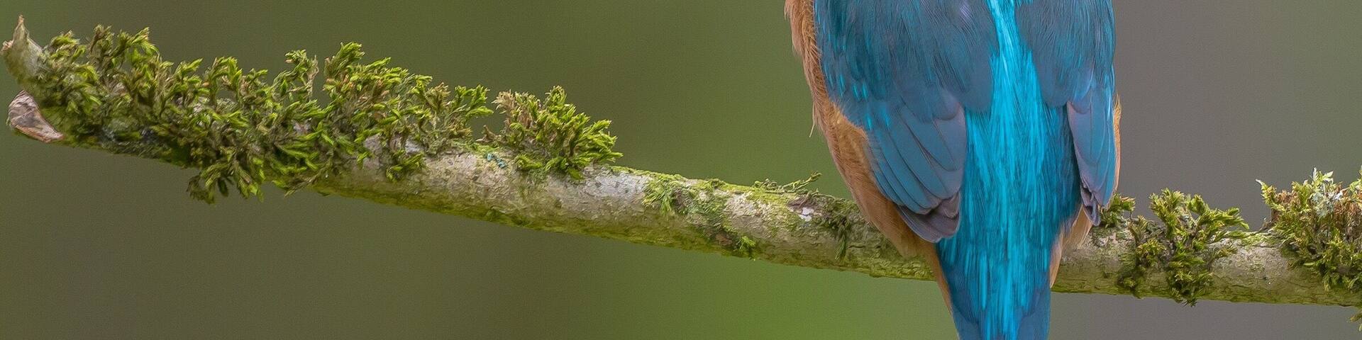 There are more than eighty species of kingfisher around the world, but only one is native to Britain. Our kingfisher makes its home in dense cover near slow-flowing fresh water such as canals, lakes and rivers in lowland areas. If you are extremely lucky, and the possessor of a large pond, you may spot the occasional kingfisher gliding through your garden. In the UK, southern regions are blessed with healthy populations, but kingfishers become scarce further north and are rarely sighted in Scotland.
Kingfishers are protected from being disturbed on or near an active nest. Please take care not to go too close to a nest as this may cause parents to abandon eggs or chicks.
#kingfisher #birdstagram #uk_greatshots #birdlovers #natgeowild #naturecapture #wildlifeonearth #wildlife #nature #eurasiankingfisher #birds #avianphotography #naturephotography #nikonphotography #bestofbritain