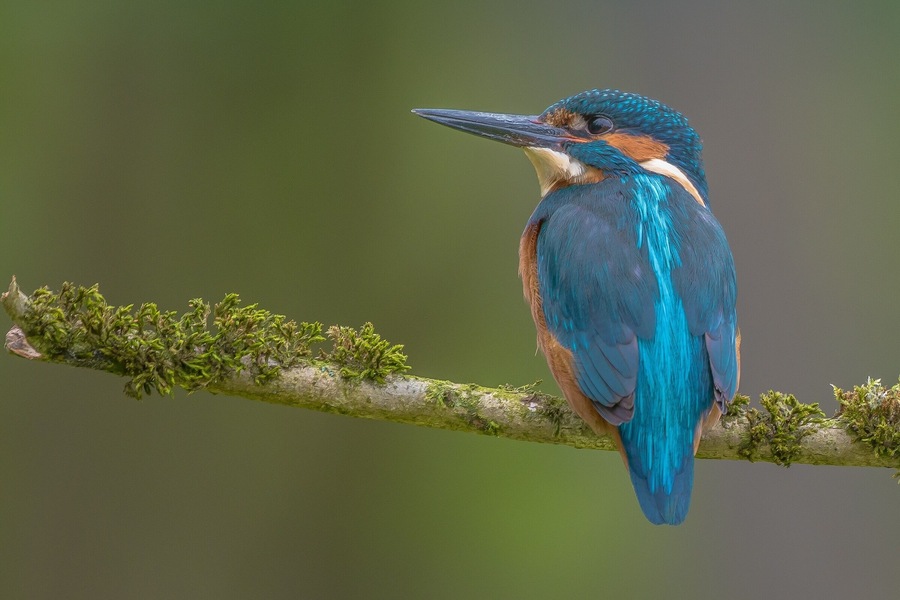 There are more than eighty species of kingfisher around the world, but only one is native to Britain. Our kingfisher makes its home in dense cover near slow-flowing fresh water such as canals, lakes and rivers in lowland areas. If you are extremely lucky, and the possessor of a large pond, you may spot the occasional kingfisher gliding through your garden. In the UK, southern regions are blessed with healthy populations, but kingfishers become scarce further north and are rarely sighted in Scotland.
Kingfishers are protected from being disturbed on or near an active nest. Please take care not to go too close to a nest as this may cause parents to abandon eggs or chicks.
#kingfisher #birdstagram #uk_greatshots #birdlovers #natgeowild #naturecapture #wildlifeonearth #wildlife #nature #eurasiankingfisher #birds #avianphotography #naturephotography #nikonphotography #bestofbritain