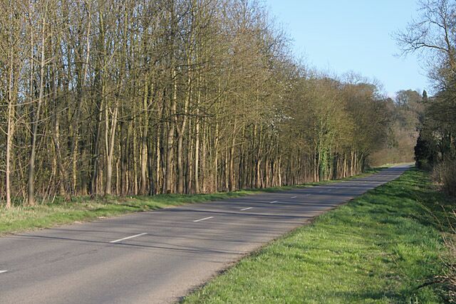 Belvoir Road at Belvoir Castle This road leads towards the Castle car park. The wood on the left is called The Bushes.
