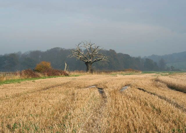 West Wong near Belvoir. This area of flat farmland on the south eastern edge of the Vale of Belvoir and just below Belvoir Castle is called West Wong, a most curious name. The wood behind the dead oak is The Ash Beds.