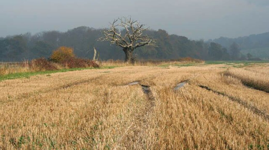 West Wong near Belvoir. This area of flat farmland on the south eastern edge of the Vale of Belvoir and just below Belvoir Castle is called West Wong, a most curious name. The wood behind the dead oak is The Ash Beds.