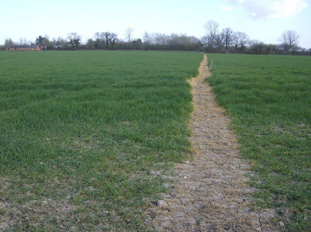 Footpath near Shingle Hall The footpath across these arable fields near Shingle Hall is very clearly marked. The farmer has put down weed killer to deaden the crop along the line, and has also marked the route with a series of white stakes. This may be because this path is on the route of one of the Suffolk Line Walks, a series of routes from railway stations (Brampton in this case) promoted by the railway company.