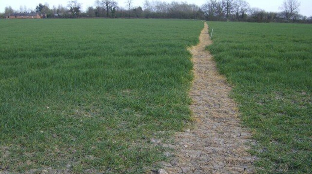 Footpath near Shingle Hall The footpath across these arable fields near Shingle Hall is very clearly marked. The farmer has put down weed killer to deaden the crop along the line, and has also marked the route with a series of white stakes. This may be because this path is on the route of one of the Suffolk Line Walks, a series of routes from railway stations (Brampton in this case) promoted by the railway company.