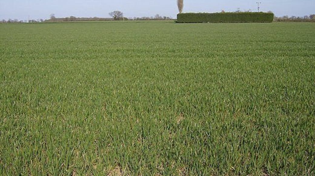 What's in the green square? There is a building in here, completely hidden from the south west by this hedge, and the 1:25K map shows the hedge all the way round in a square. The fields around are all large and arable.