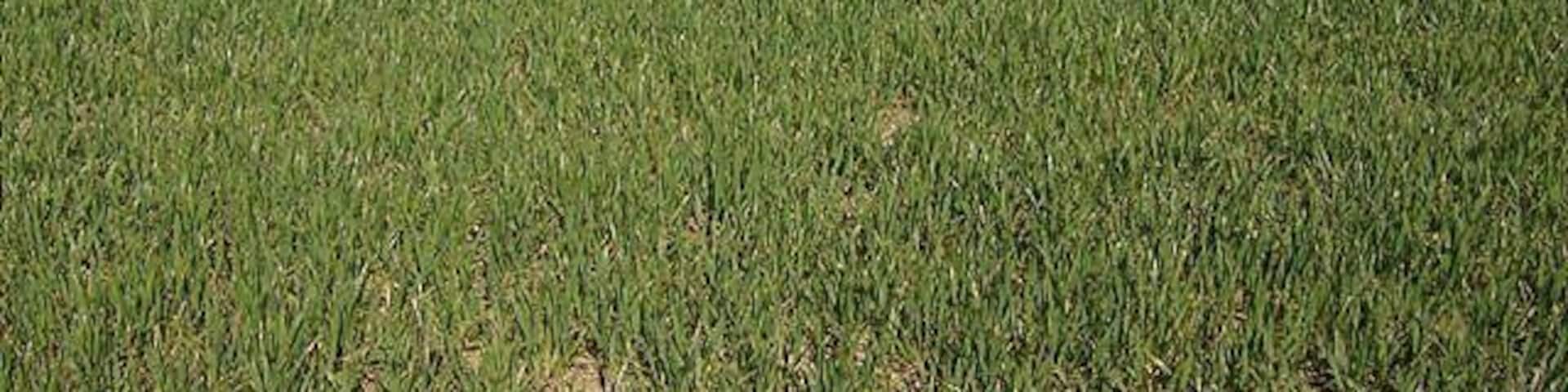What's in the green square? There is a building in here, completely hidden from the south west by this hedge, and the 1:25K map shows the hedge all the way round in a square. The fields around are all large and arable.